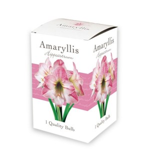 722.104 Amaryllis Gift Box - Amaryllis Single Pink-White8